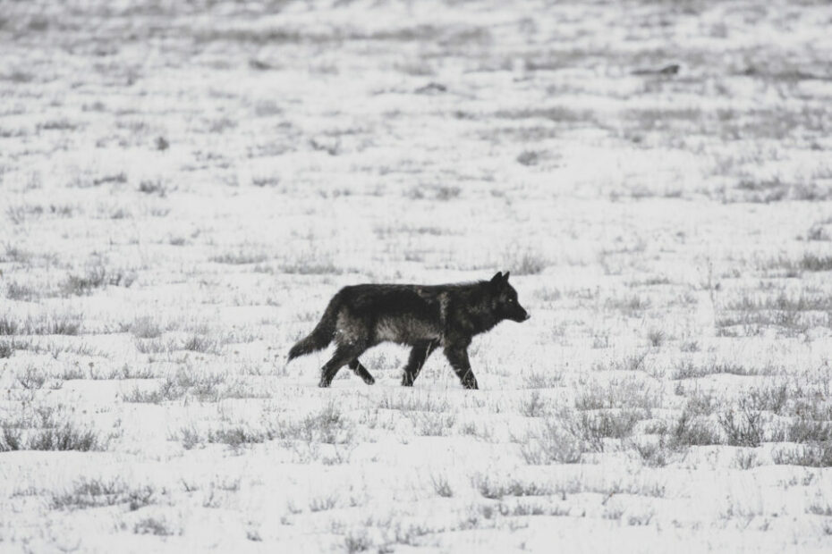 Snapped: Wolf Pack Sighting In Grand Teton