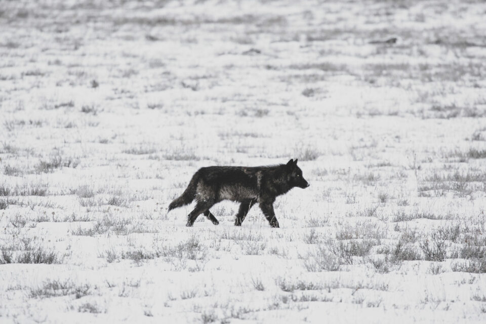 Snapped: Wolf Pack Sighting In Grand Teton