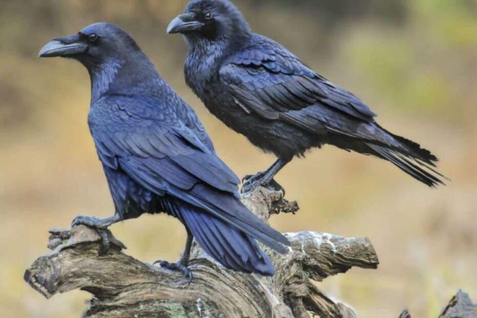 10 Ravishing Facts About Ravens | Mental Floss