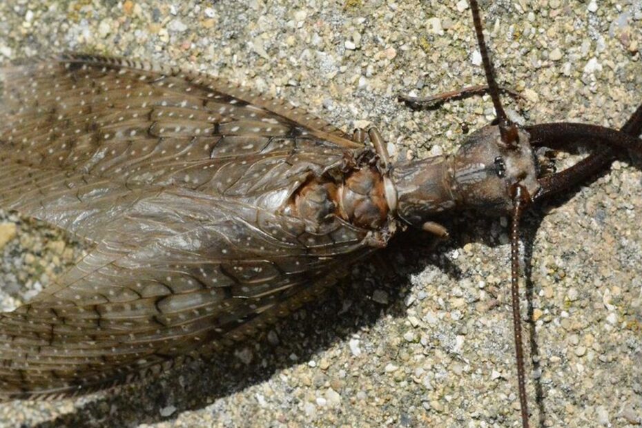 Eastern Dobsonfly Important For A Healthy River Ecosystem | Local News |  Daily-Journal.Com