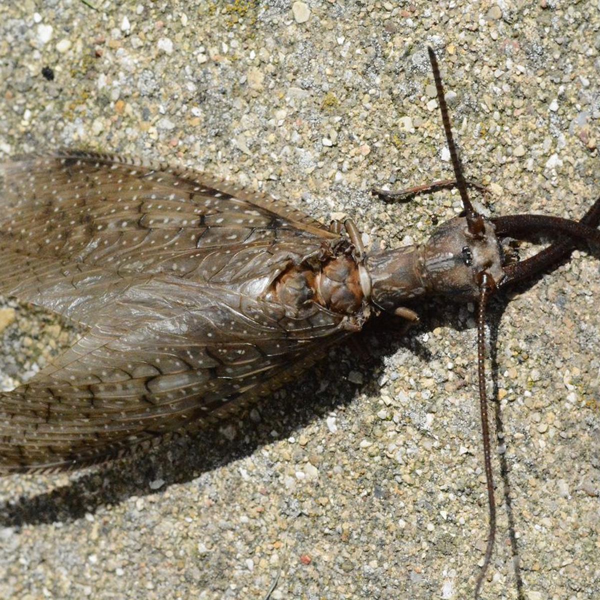 Eastern Dobsonfly Important For A Healthy River Ecosystem | Local News |  Daily-Journal.Com