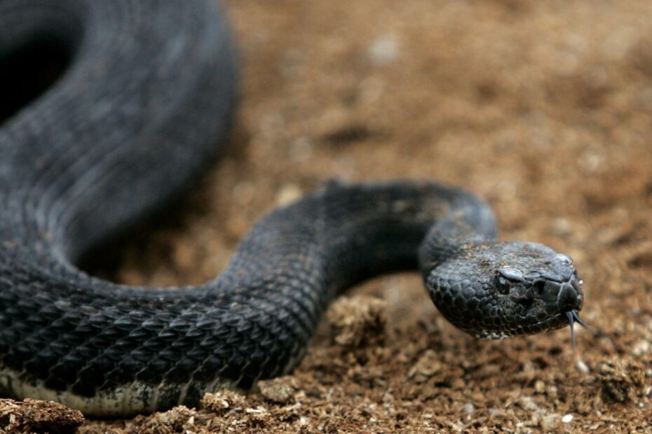 Snakes Out And About In Ohiopyle, Region | New Today | Heraldstandard.Com