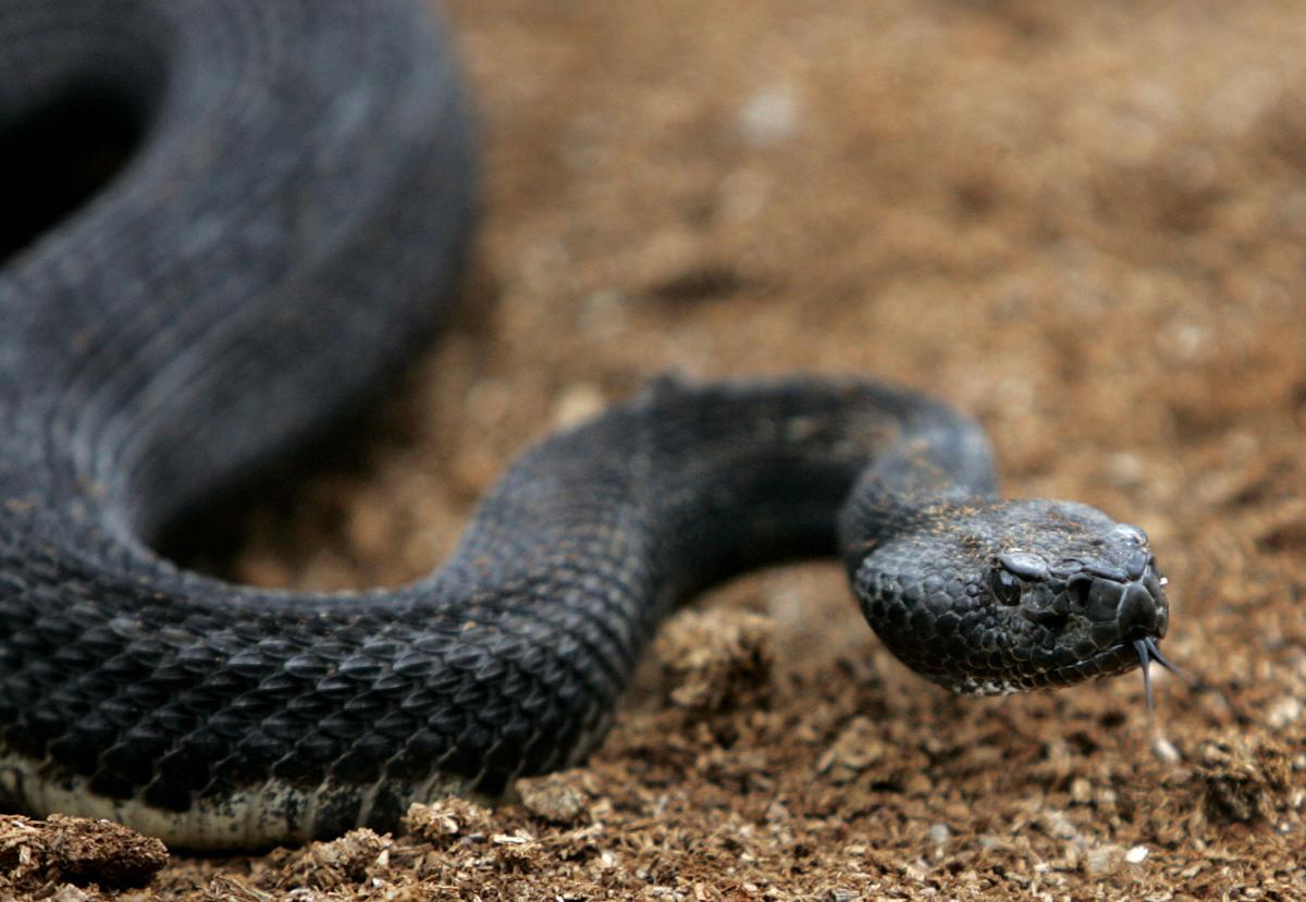 Snakes Out And About In Ohiopyle, Region | New Today | Heraldstandard.Com