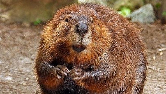 Rabid Beaver Chases Children In Northern Virginia | Huffpost Dc