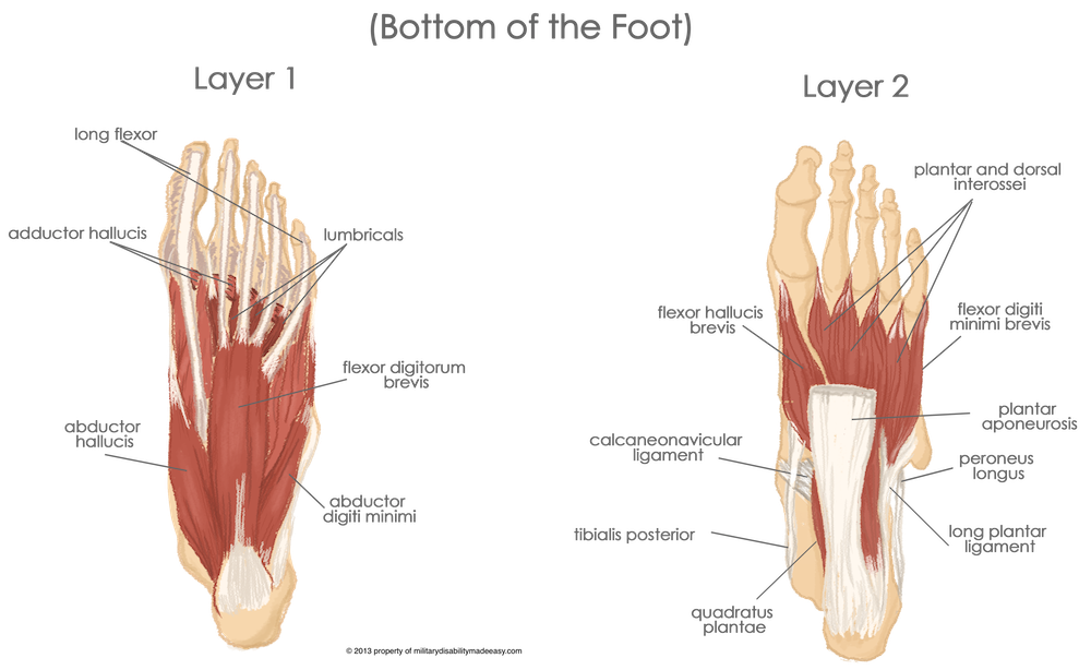 The Core Muscles Of The Foot