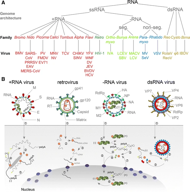 Rna Virus - Wikipedia