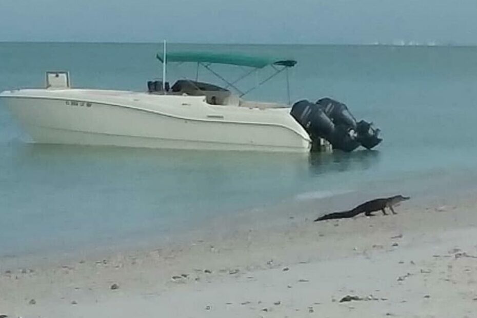 Florida Alligator Spotted Swimming Near Lovers Key State Park