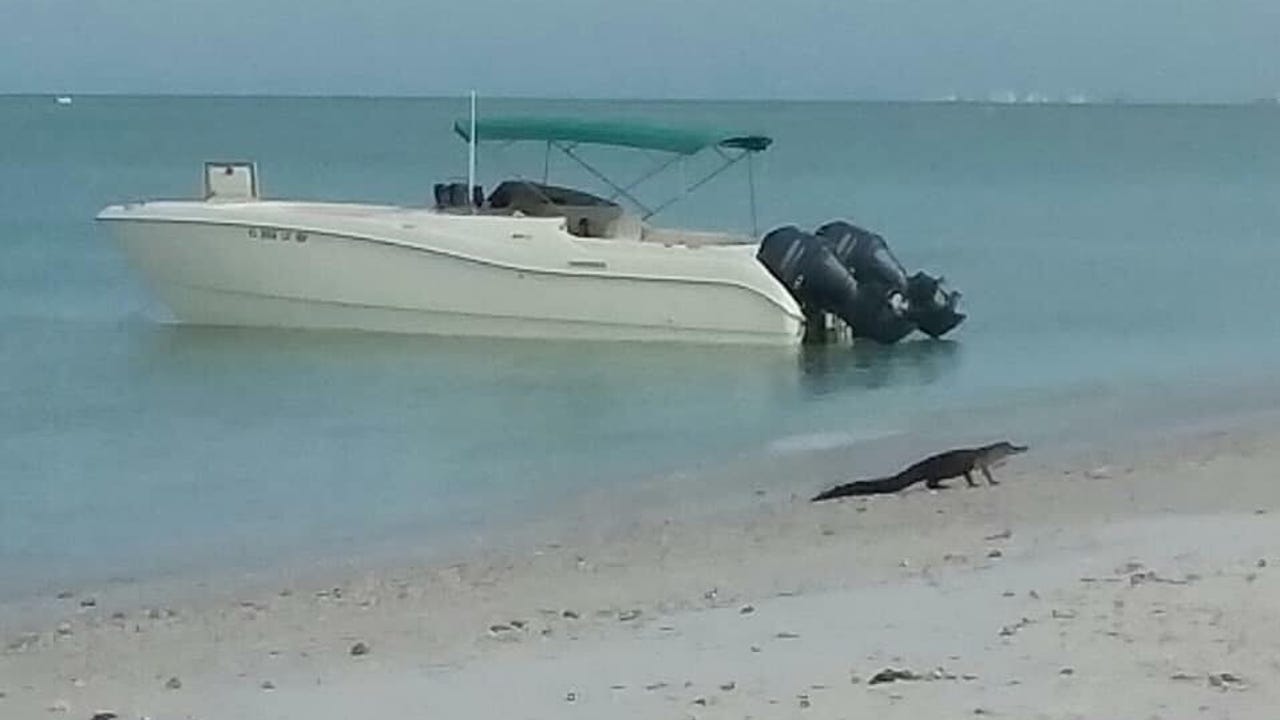 Florida Alligator Spotted Swimming Near Lovers Key State Park