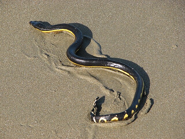 Yellow-Bellied Sea Snake - Wikipedia