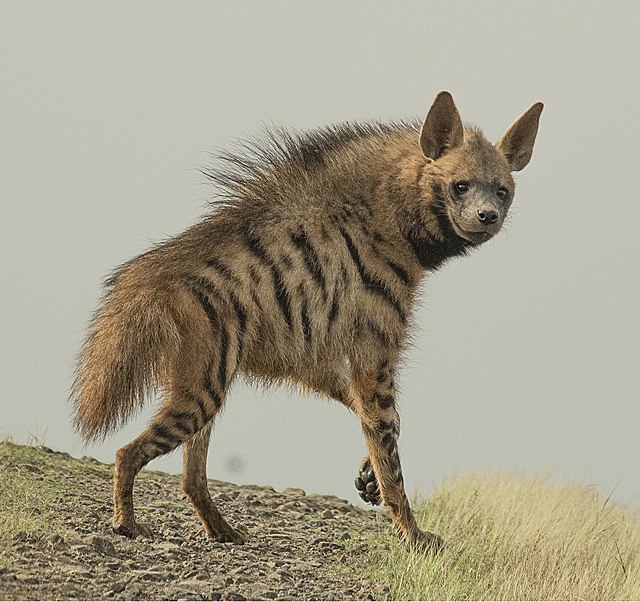 Striped Hyena - Wikipedia