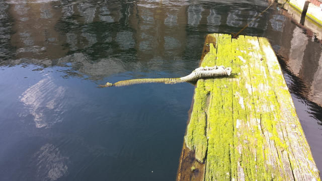 This 'Crocodile' Spotted On The Thames Turned Out To Be Something Much Less  Scary