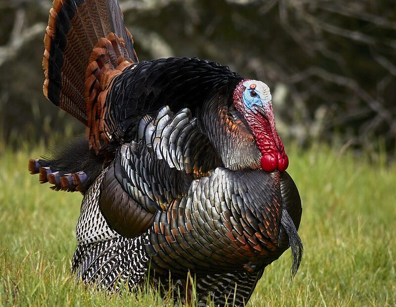 Turkey (Bird) - Wikipedia