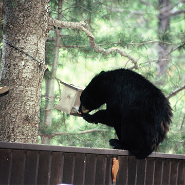 Living With Bears - Arizona Game & Fish Department