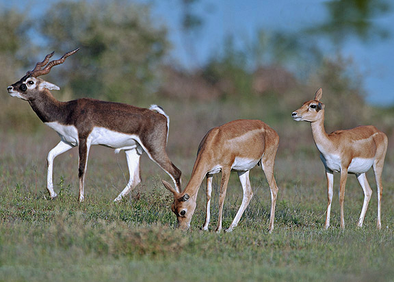 Blackbuck - Wikipedia