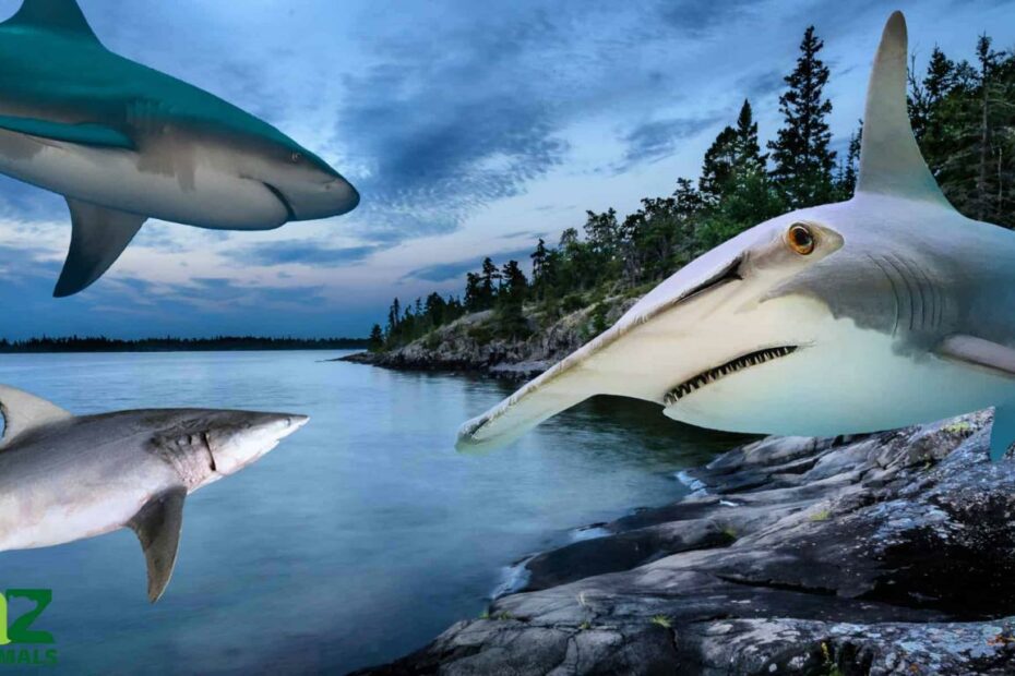 Do Sharks Live In The Great Lakes? - Az Animals