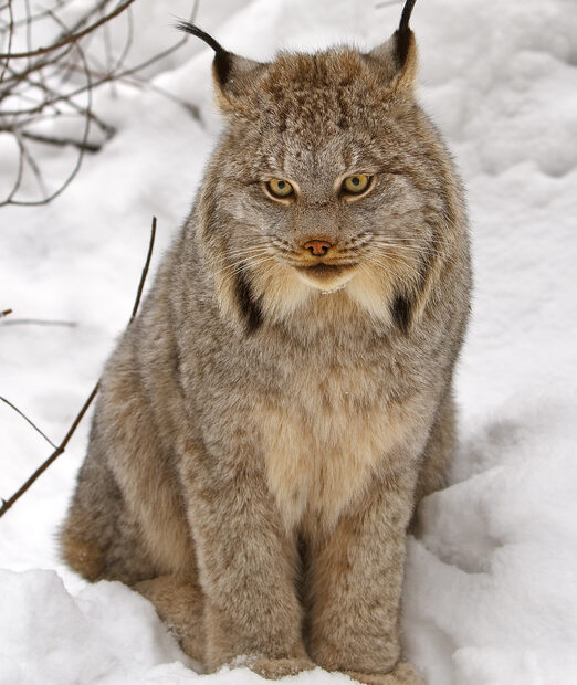 Canada Lynx - Wikipedia