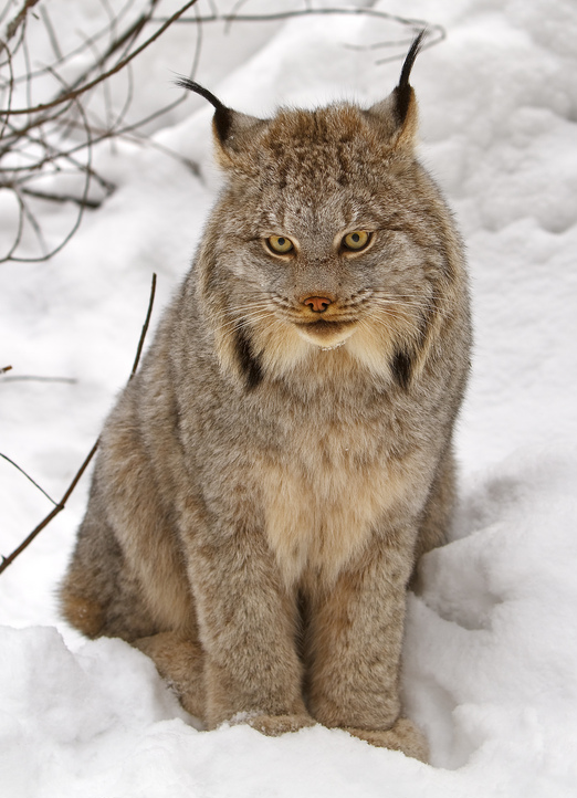 Canada Lynx - Wikipedia