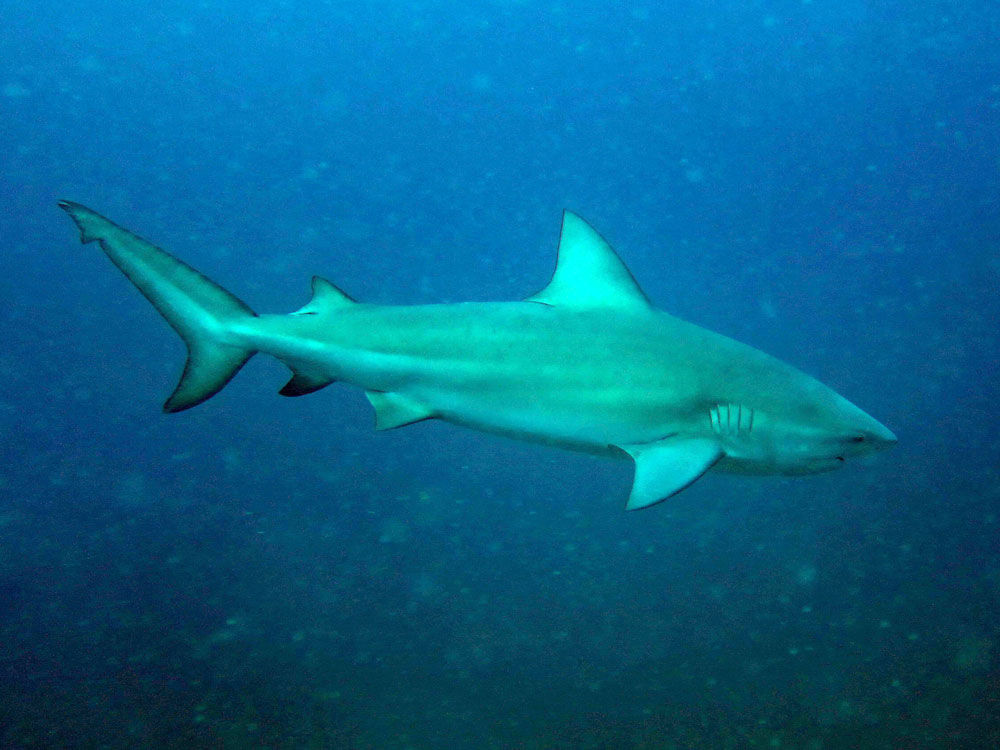 Bull Shark - Wikipedia