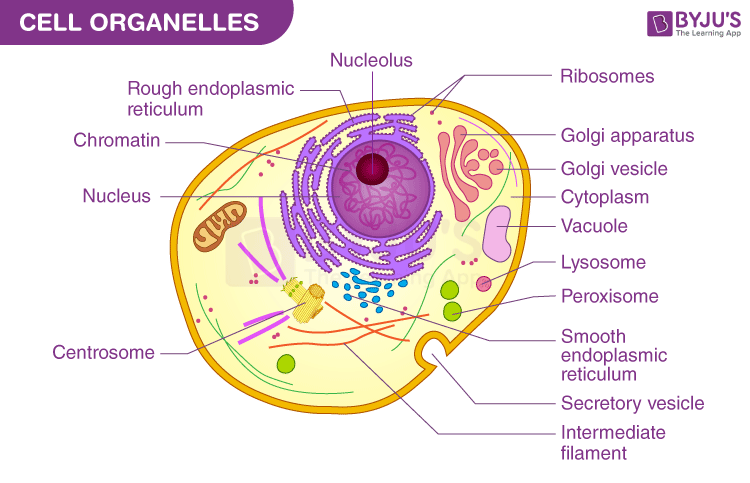 Cell Organelles - Types, Structure And Their Functions