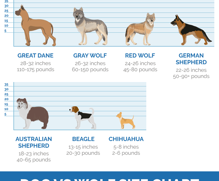 How Big Are Wolves Compared To Dogs? (Size Chart & Comparison) | Pet Keen