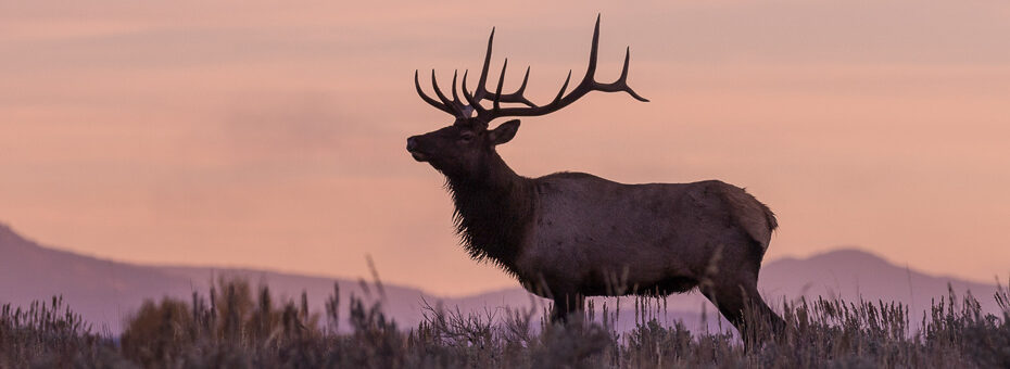 Elk Hunting In Texas | Wes Hdd