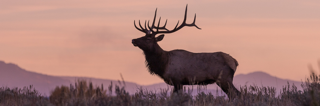 Elk Hunting In Texas | Wes Hdd