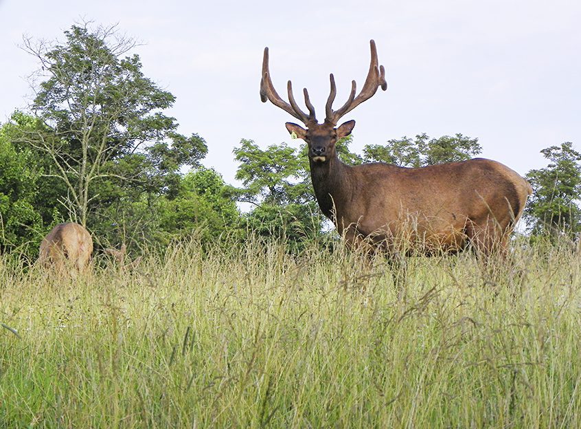 Elk Restoration In Tennessee | Tennessee Wildlife Federation