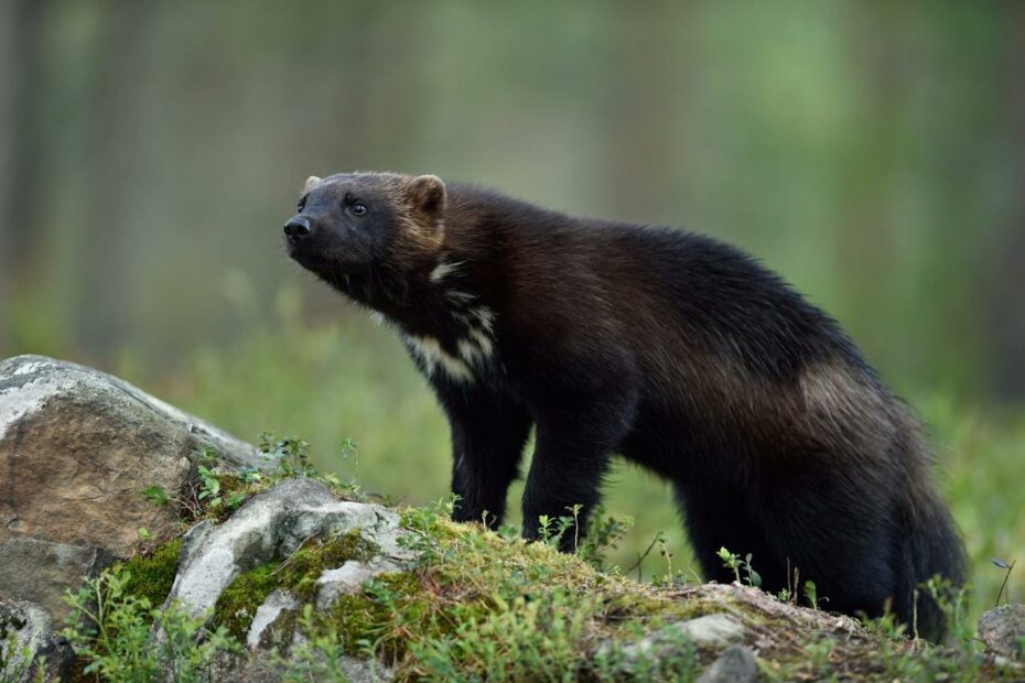 Extremely Rare Wolverine Caught In Utah