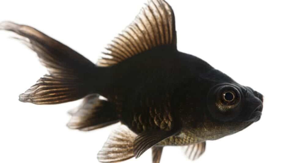 10 Black Freshwater Fish Perfect For Your Aquarium - Az Animals