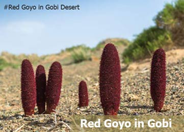 Plants Of The Gobi Desert