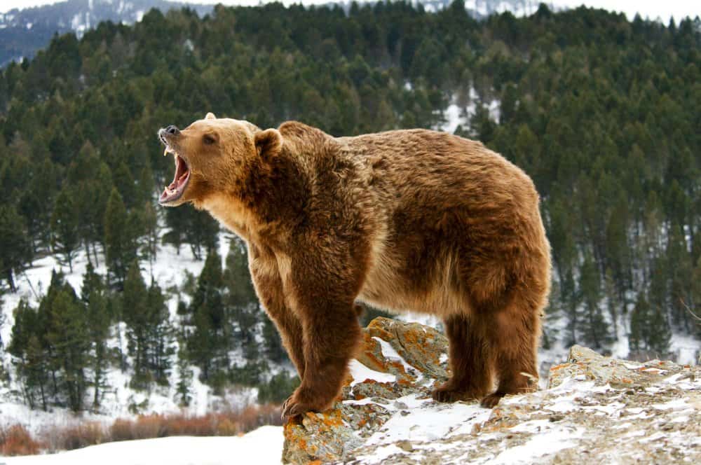 Are Grizzly Bears Coming Back To The Grand Canyon? - Az Animals