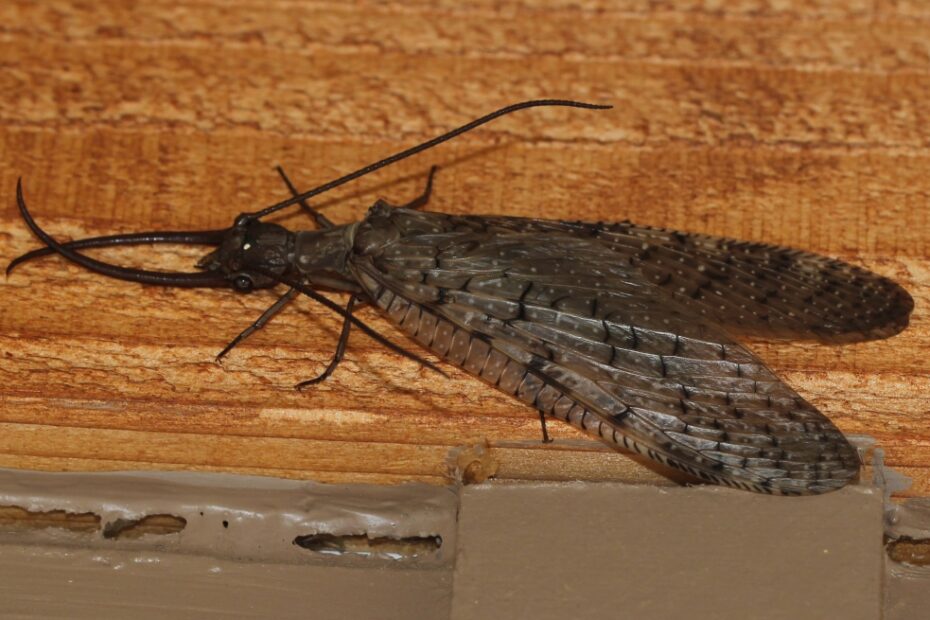 Ohio Birds And Biodiversity: Dobsonfly: Bit Of A Horrorshow, This One