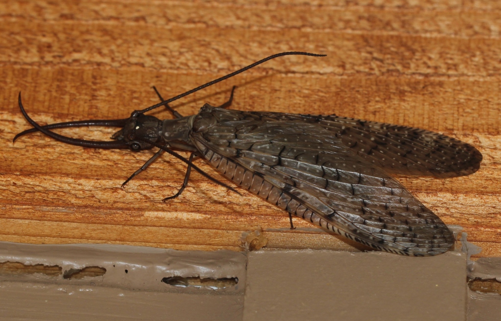 Ohio Birds And Biodiversity: Dobsonfly: Bit Of A Horrorshow, This One