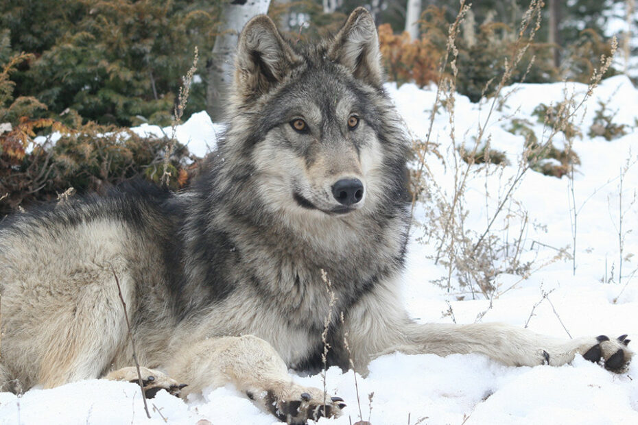 Colorado Wolf And Wildlife Center | Gray Wolf