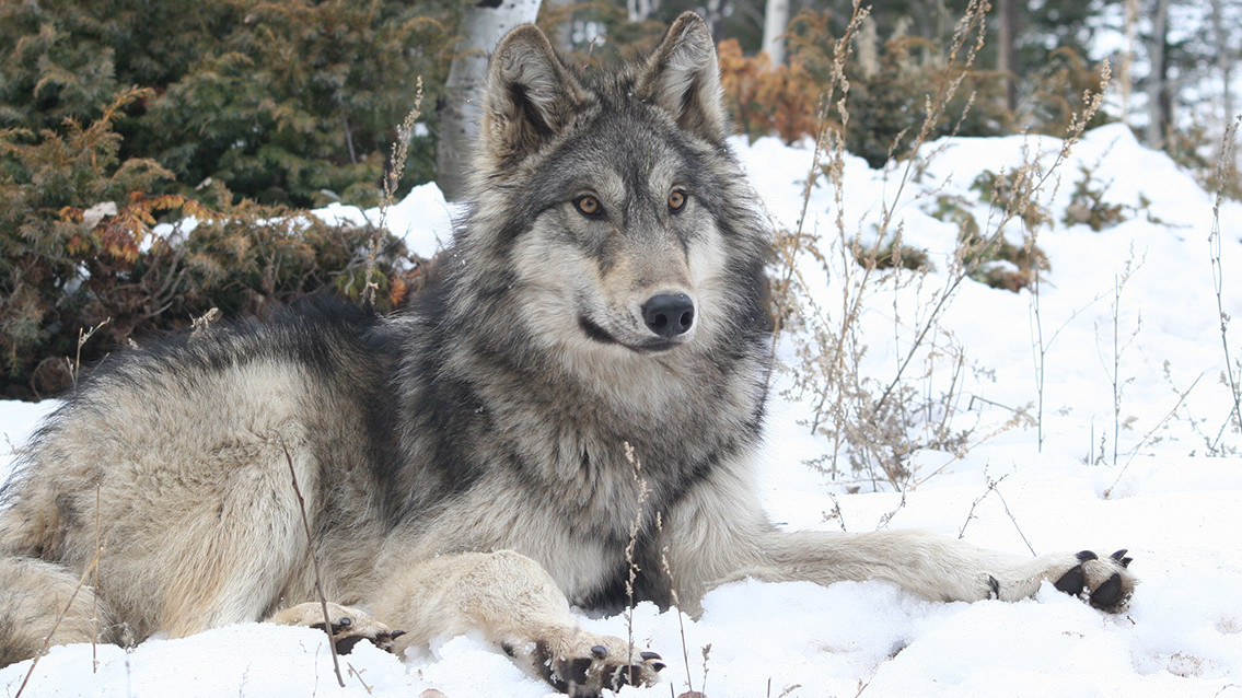 Colorado Wolf And Wildlife Center | Gray Wolf