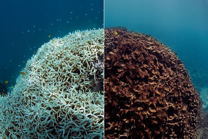 A Changing Climate For Coral Reefs - Bulletin Of The Atomic Scientists