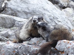 Hoary Marmot - Friends Of Kananaskis Country