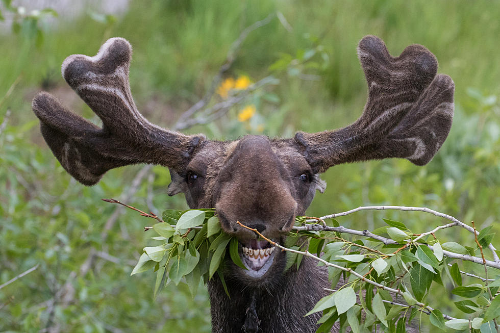 Watch As A Colorado Moose Beats Up A Parked Car