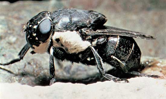 Bot Fly | Parasitic, Larvae, Pupae | Britannica