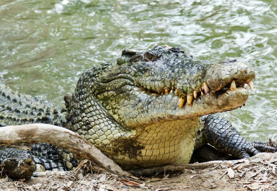 7 Crocodilian Species That Are Dangerous To Humans | Britannica