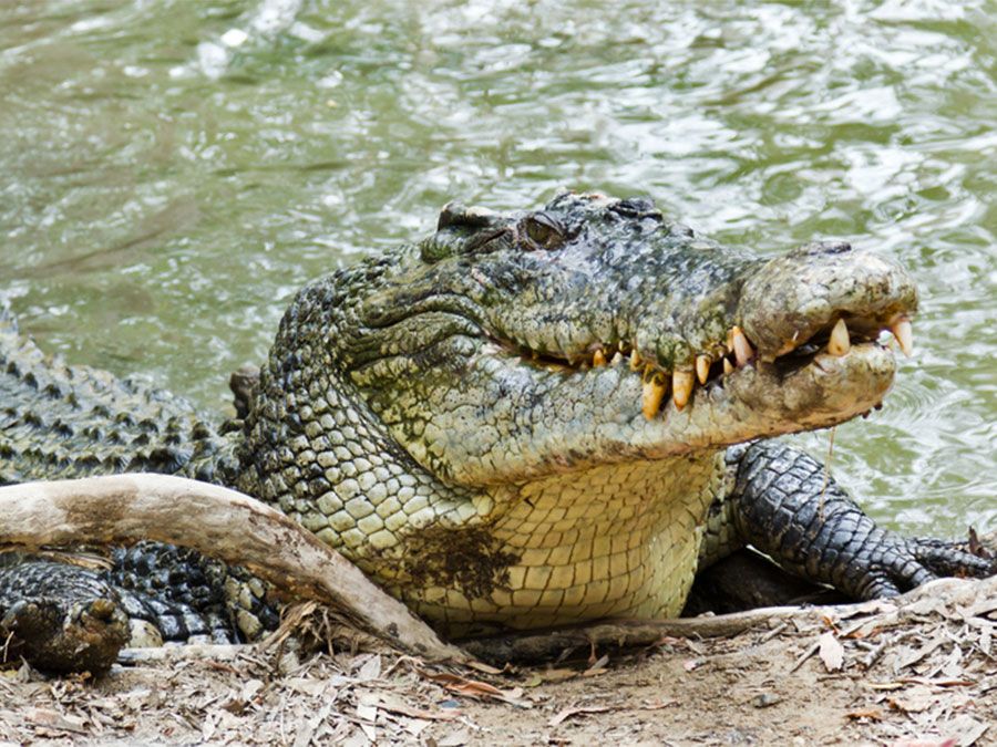 7 Crocodilian Species That Are Dangerous To Humans | Britannica