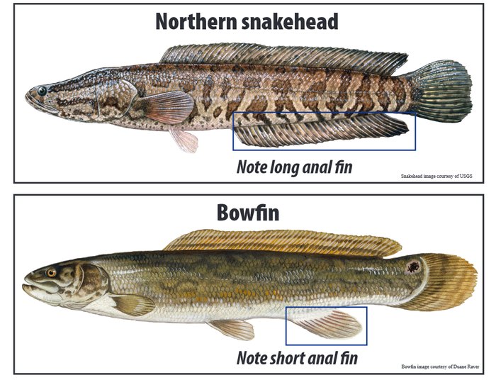 Bolo For A Toothy Fish That Can Survive On Land For Days In North Carolina