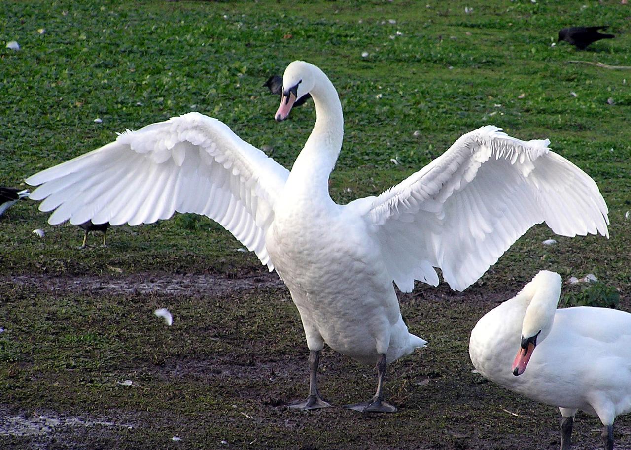 List Of Birds Of Denmark - Wikipedia