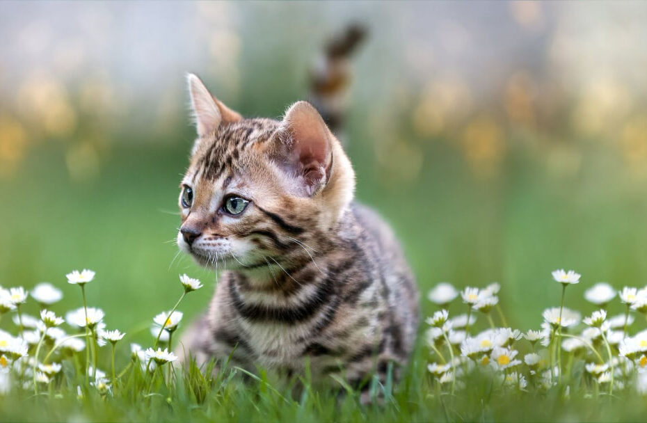 11 Small Cat Breeds That Will Always Stay Kitten-Like | Purina