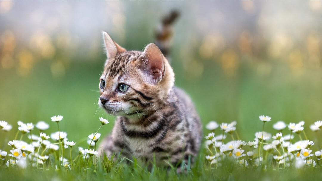 11 Small Cat Breeds That Will Always Stay Kitten-Like | Purina