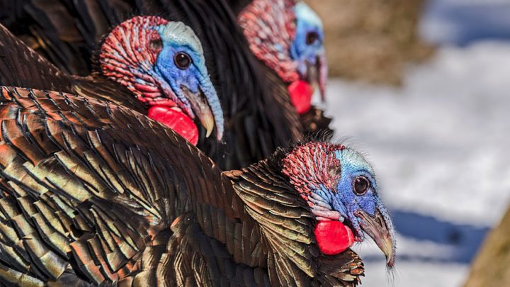 Where Did The Domestic Turkey Come From? | All About Birds All About Birds