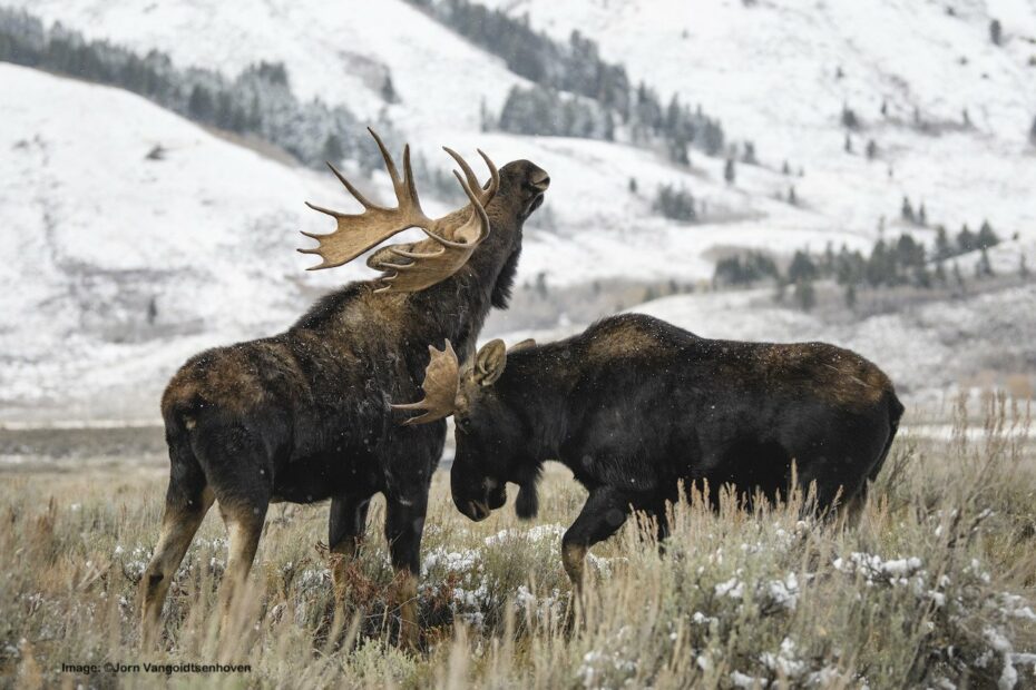 The Definitive Guide To Getting Spectacular Photographs Of Moose In The Grand  Tetons — Destination: Wildlife™