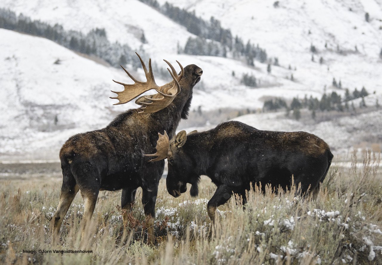 The Definitive Guide To Getting Spectacular Photographs Of Moose In The Grand  Tetons — Destination: Wildlife™