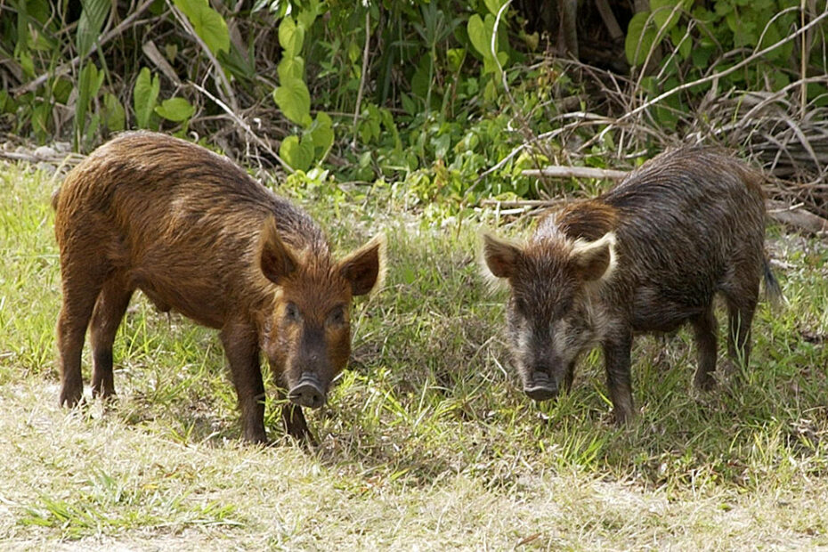 Feral Pig - Wikipedia