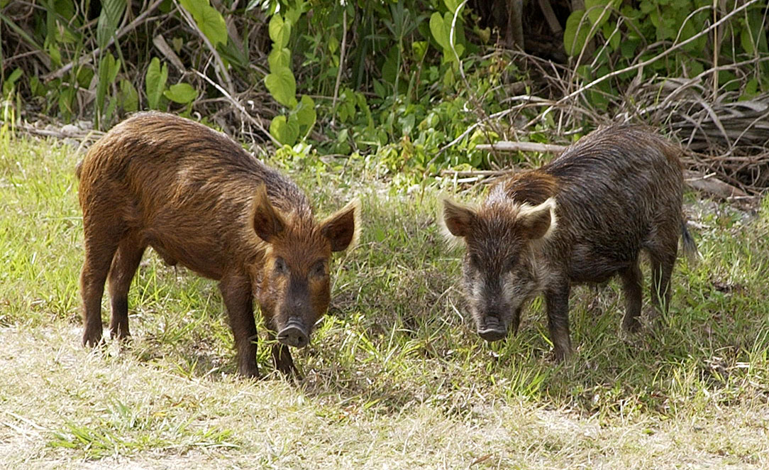 Feral Pig - Wikipedia